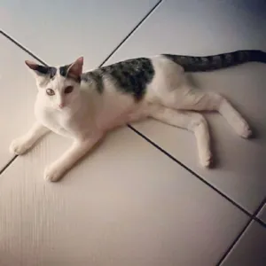 Gato raça  idade 2 a 6 meses nome Flucs e Chiquito