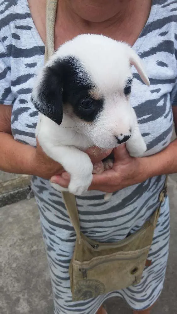 Cachorro ra a Srd idade 2 a 6 meses nome Sem nomeio