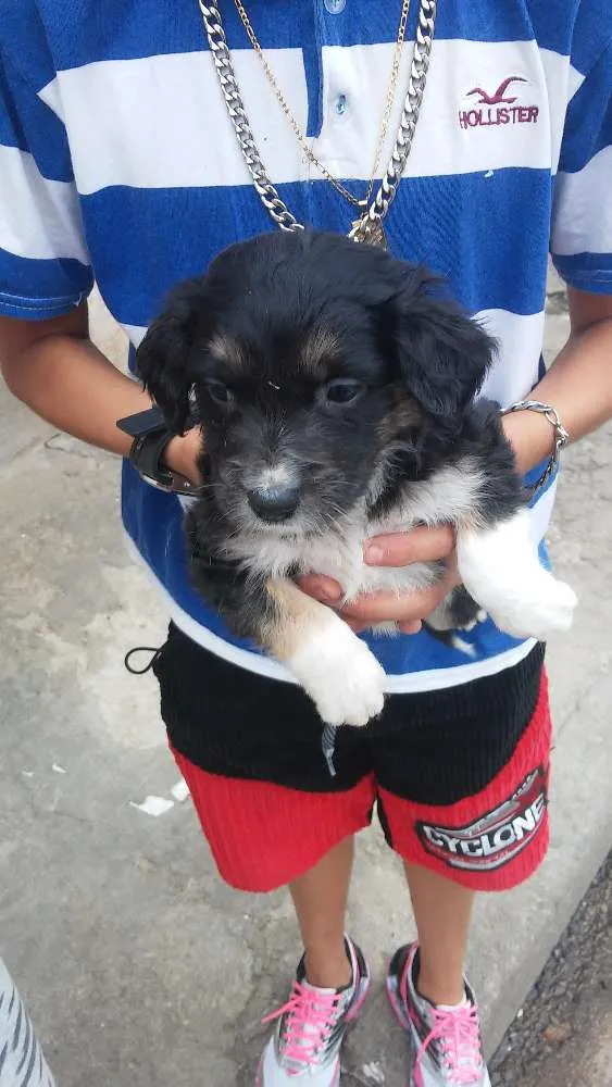 Cachorro ra a Srd idade 2 a 6 meses nome Sem nomeio