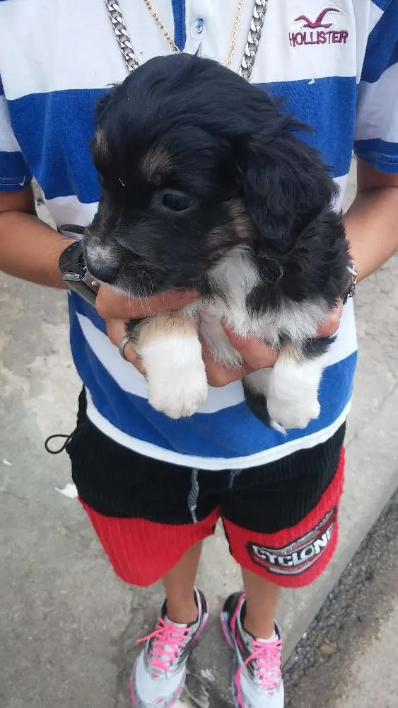 Cachorro ra a Srd idade 2 a 6 meses nome Sem nomeio