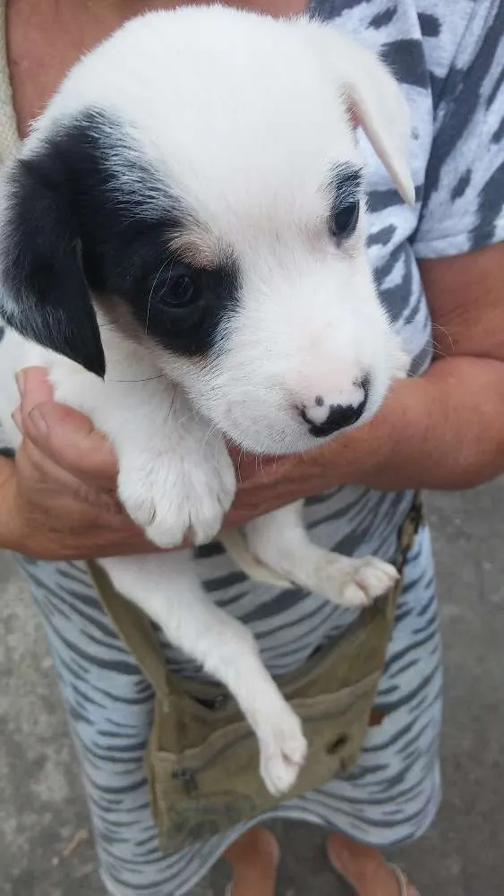 Cachorro ra a Srd idade 2 a 6 meses nome Sem nomeio