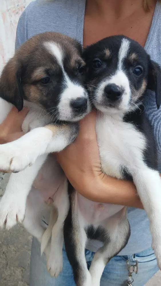 Cachorro ra a Srd idade 2 a 6 meses nome Sem nomeio