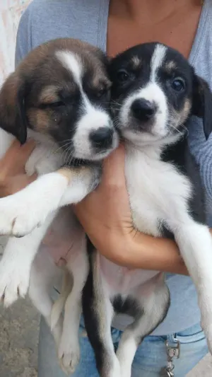 Cachorro raça Srd idade 2 a 6 meses nome Sem nomeio