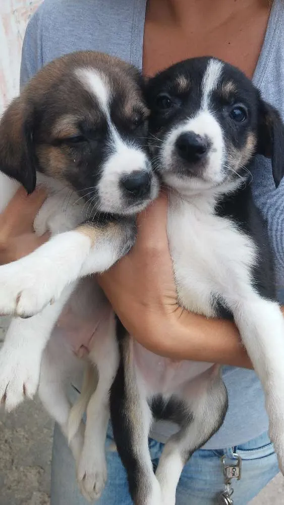 Cachorro ra a Srd idade 2 a 6 meses nome Sem nomeio