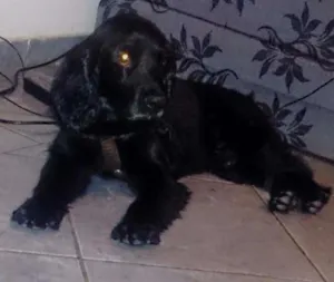 Cachorro raça cocker idade 5 anos nome Zeus