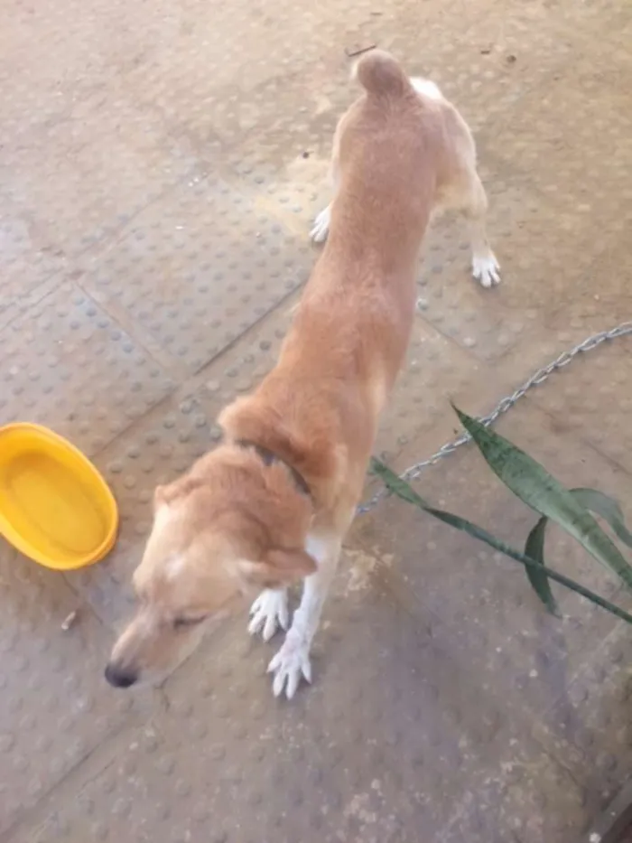 Cachorro ra a Vira lata  idade 3 anos nome Keven