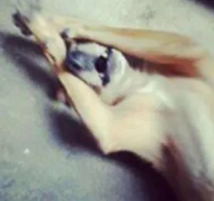 Cachorro raça viralata idade 6 ou mais anos nome Bob