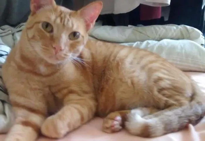 Gato ra a Tigrado idade 3 anos nome Charlie