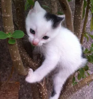 Gato raça vira-lata idade Abaixo de 2 meses nome Sem nomes