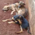 Cronos,pretinha,big