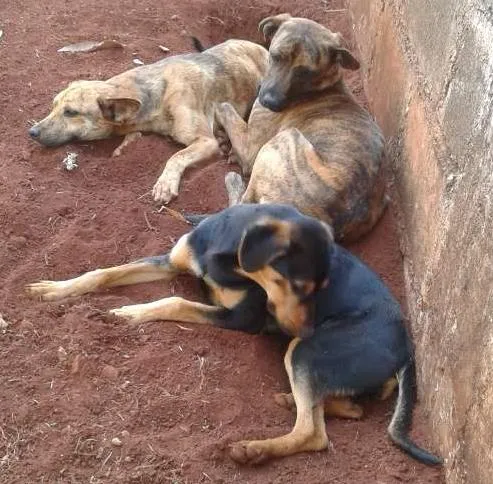 Cachorro ra a Vira lata idade 2 a 6 meses nome Cronos,pretinha,big