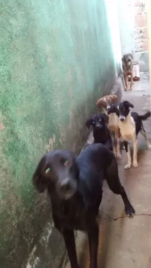 Cachorro raça Vira lata idade 7 a 11 meses nome Sem nome