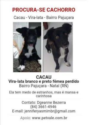Cachorro raça Vira-lata idade 2 anos nome Cacau