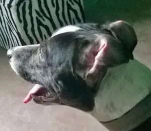 Cachorro raça Pit-Bull idade 4 anos nome kick ass
