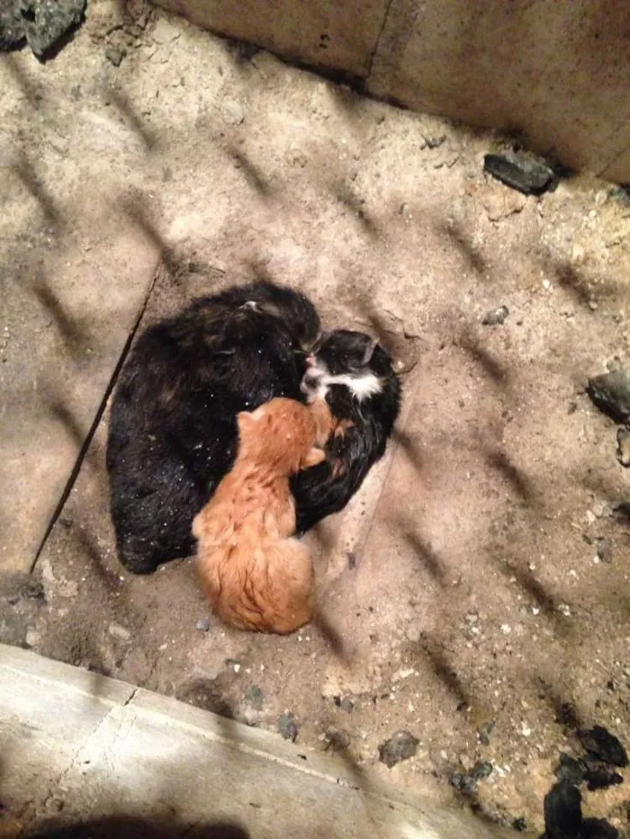 Gato ra a  idade  nome Gatinhos