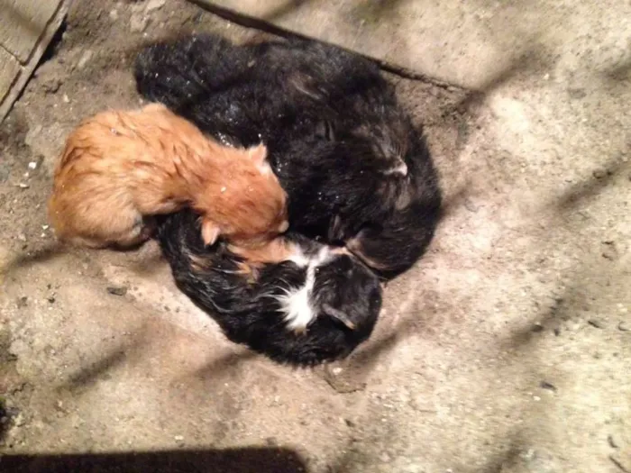 Gato ra a  idade  nome Gatinhos