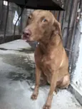 Mili