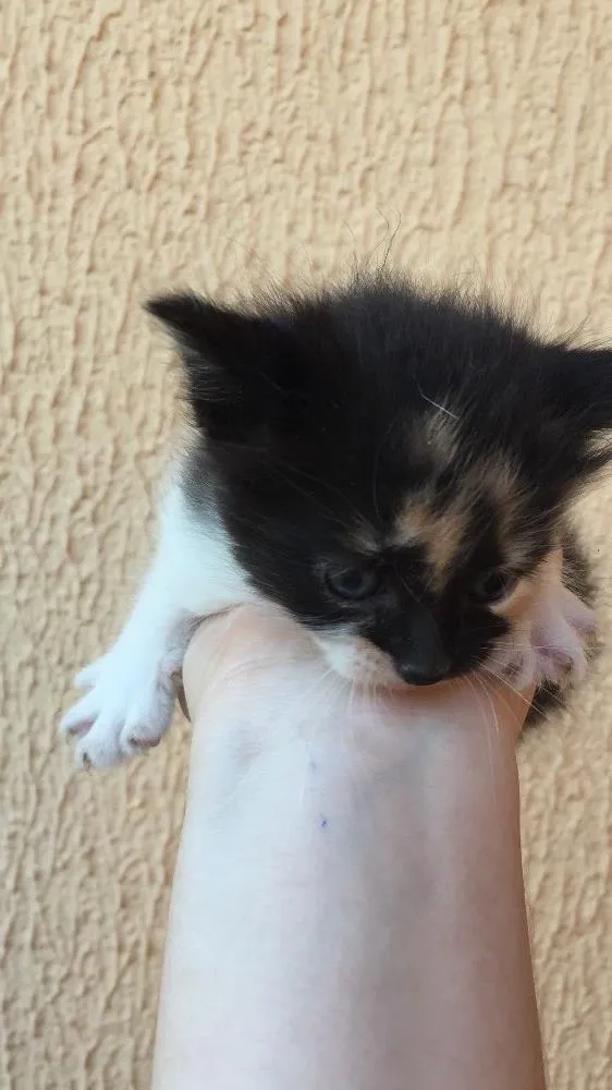 Gato ra a Sem raça idade Abaixo de 2 meses nome Jade