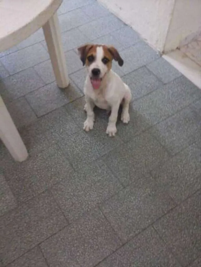 Cachorro raça Mistur idade 2 a 6 meses nome Max