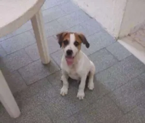 Cachorro raça Mistur idade 2 a 6 meses nome Max