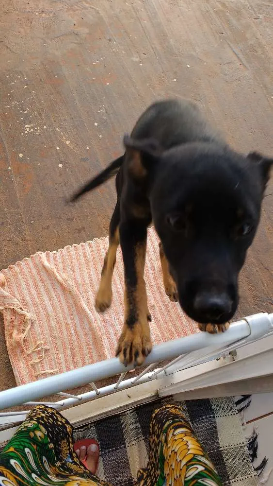 Cachorro raça srd idade 7 a 11 meses nome tanguinha