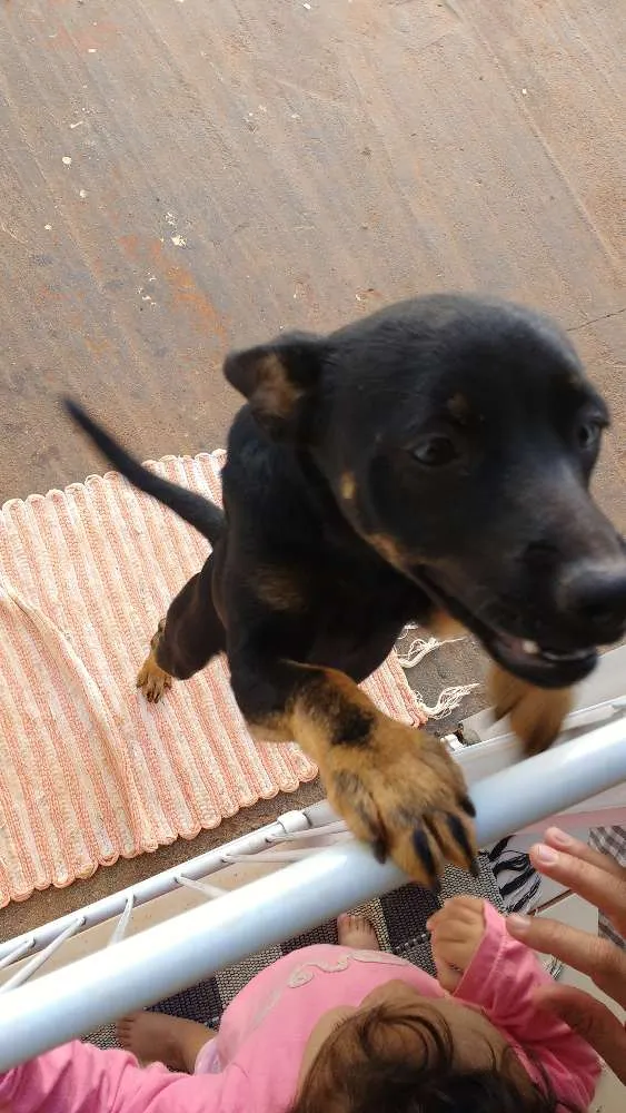Cachorro raça srd idade 7 a 11 meses nome tanguinha