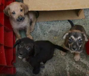 Cachorro raça Não sei idade Abaixo de 2 meses nome Sem nomes