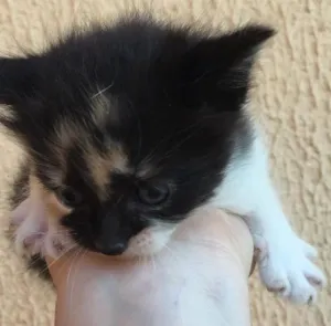 Gato raça Sem raça idade Abaixo de 2 meses nome Jade