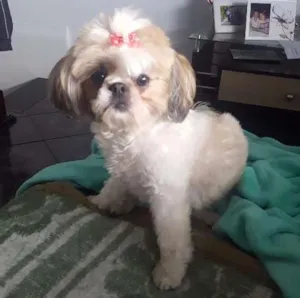 Cachorro raça Shitzu idade 2 anos nome Melissa 