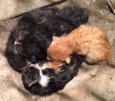 Gatinhos