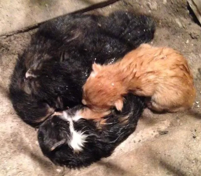 Gato ra a  idade  nome Gatinhos
