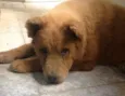 Amora