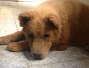 Cachorro raça Chow Chow idade 2 anos nome Amora