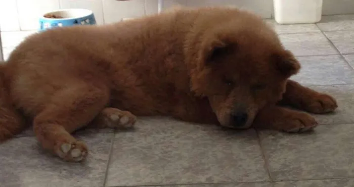 Cachorro ra a Chow Chow idade 2 anos nome Amora