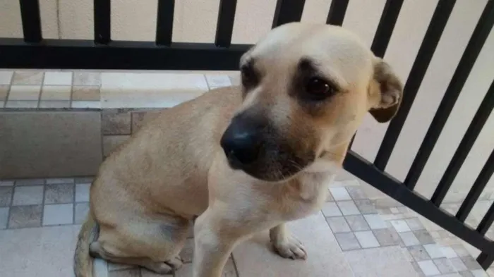 Cachorro ra a SRD idade 2 anos nome Donna
