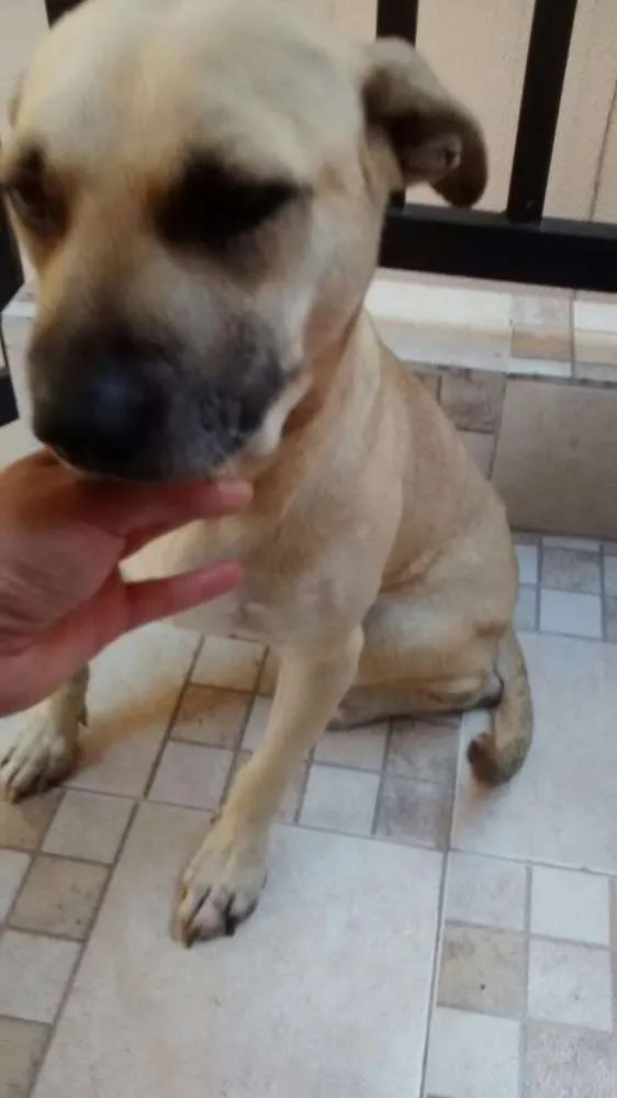 Cachorro ra a SRD idade 2 anos nome Donna