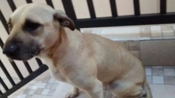 Cachorro ra a SRD idade 2 anos nome Donna