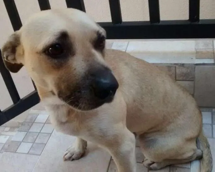 Cachorro ra a SRD idade 2 anos nome Donna