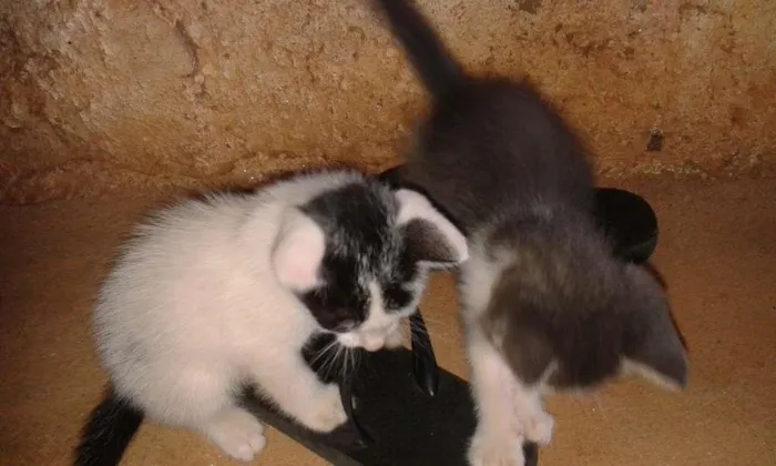 Gato ra a  idade 2 a 6 meses nome sem nome