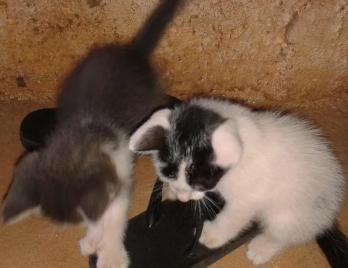 Gato ra a  idade 2 a 6 meses nome sem nome