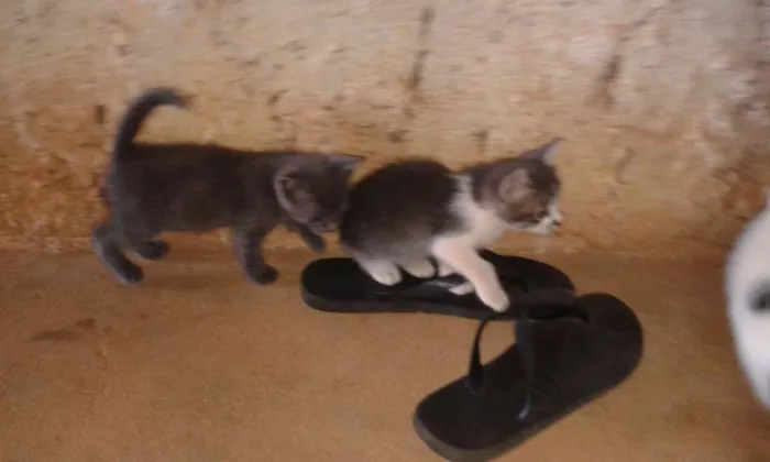Gato ra a  idade 2 a 6 meses nome sem nome