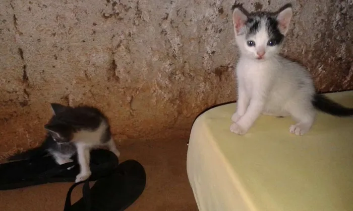 Gato ra a  idade 2 a 6 meses nome sem nome