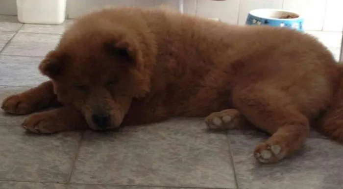 Cachorro ra a Chow Chow idade 2 anos nome Amora