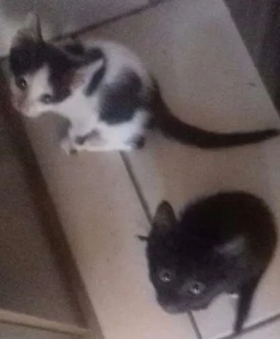 Gato raça Vira lata idade 1 ano nome Mel