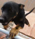 tanguinha