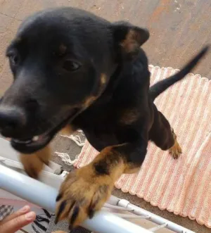 Cachorro raça srd idade 7 a 11 meses nome tanguinha
