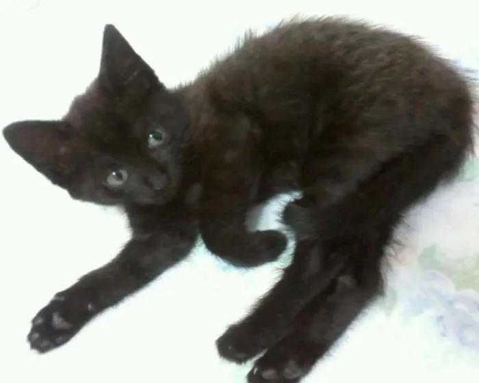 Gato raça sem raça definida idade Abaixo de 2 meses nome Pantéra e Rajada