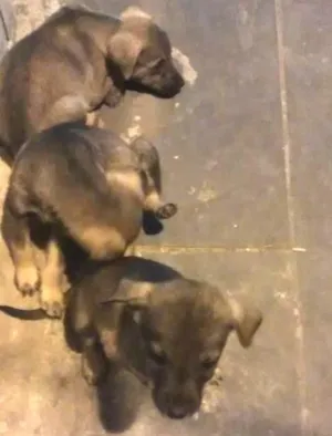 Cachorro raça show show misto idade 1 ano nome Riana