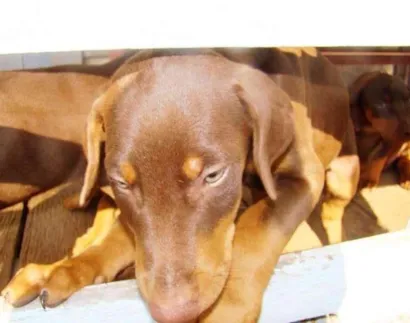 Cachorro raça Dobermann idade 2 a 6 meses nome filhote