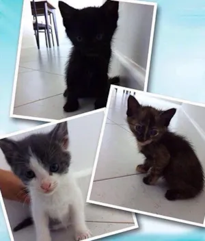Gato raça  idade Abaixo de 2 meses nome Não têm